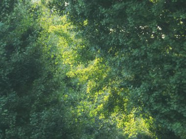 Tokyo, Japonya - 24 Ağustos 2025: Gingko Japonya 'nın Tama kentindeki gingko caddesinde ayrılıyor