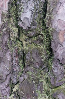 ağaç kabuğu dokusu arkaplanı