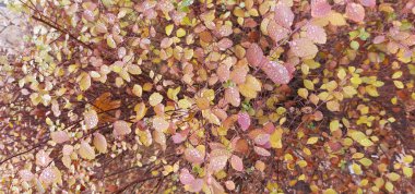 Parkta sonbahar yaprakları