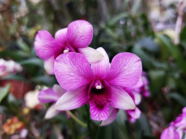 Bahçedeki güzel orkide çiçeği