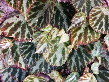 Güzel botanik fotoğrafı, doğal duvar kağıdı.