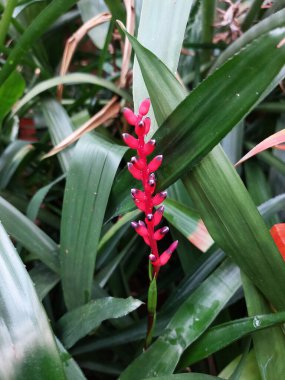 Güzel botanik fotoğrafı, doğal duvar kağıdı.