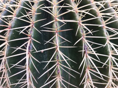 Bahçedeki güzel kaktüs