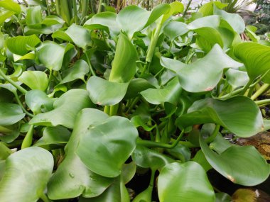 Bahçede yeşil yapraklar