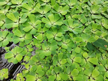 Gölette nilüfer çiçeği