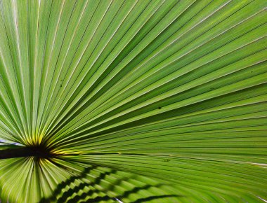 Bir palmiye yaprağını kapat