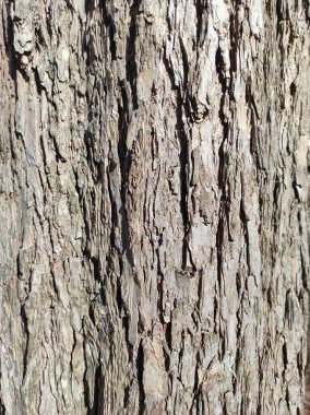 Teksas, Austin 'de Walnut Creek boyunca bulunan bir ağaç kabuğunun yüzeyi