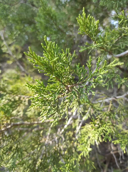 Ashe Juniper Juniperus Asheii — Foto de Stock