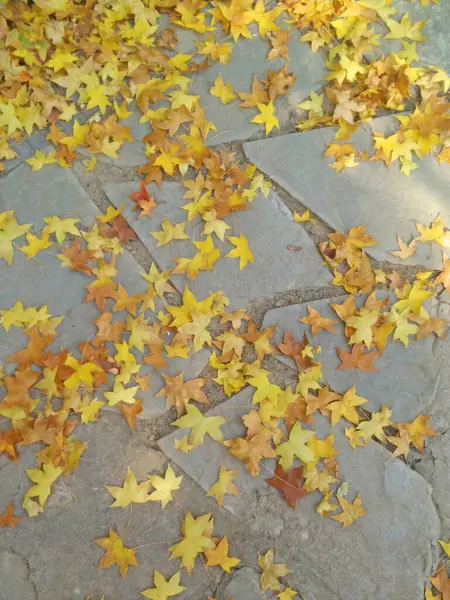 Düşen Yapraklar Taştan Bir Yolda — Stok fotoğraf