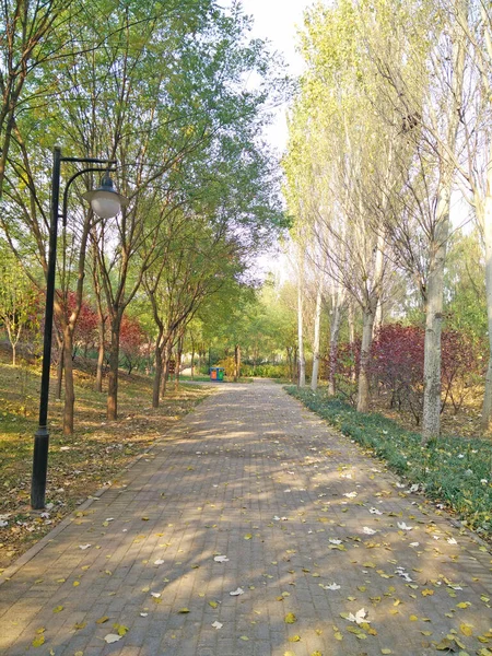 Bäume Wegesrand Einem Park — Stockfoto