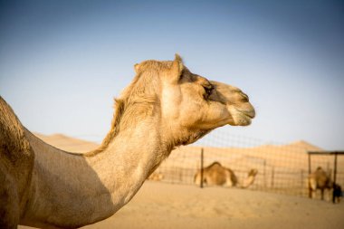 Camels in the camel farm in the desert clipart