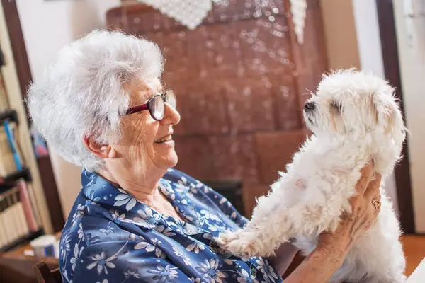 Smiling Senior Woman Holding Cute White Maltese Dog Home — Stock Photo, Image