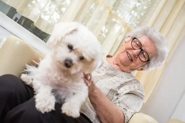 Mulher Sênior Feliz Segurando Cão Maltês Seu Colo Casa — Fotografia de Stock
