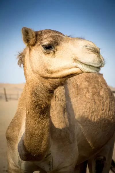 Camello Desierto Foto Primer Plano —  Fotos de Stock