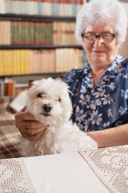 Küçük beyaz Malta köpeği yaşlı bir kadının elinde.
