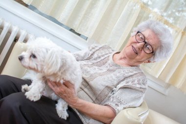 Küçük Maltese köpeğini okşayan mutlu son sınıf kadını..