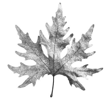 Dry autumn leaf - BW