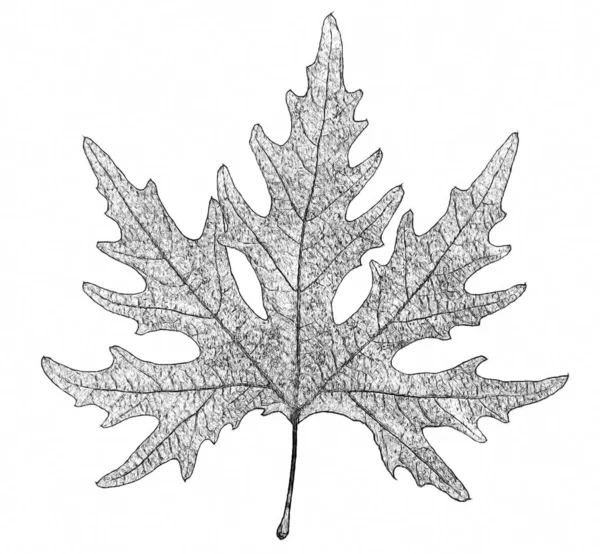 stock image Dry autumn leaf stylize BW detailed
