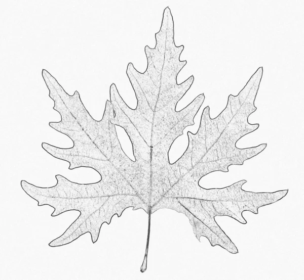 Trockenes Herbstblatt Stilisiert Halbe Tönung — Stockfoto