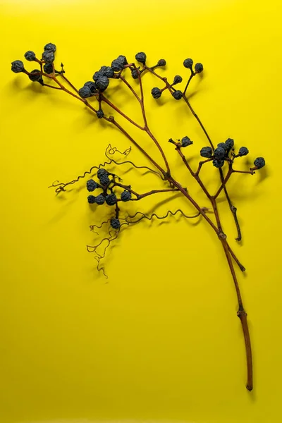 dry grape branch on a yellow background