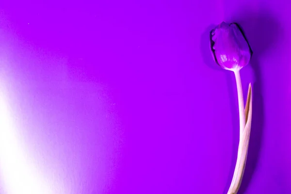 one beautiful purple tulip on a color background. Top view