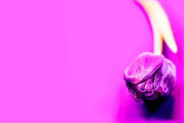 one purple tulip on a color background