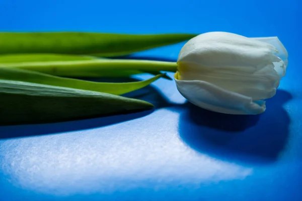 one white tulip on a blu background