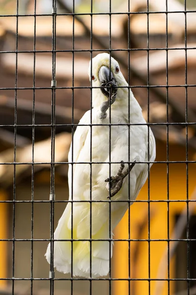 cjckatoo in a cage wants to be free