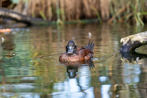 duck swims in the lake,in the reeds