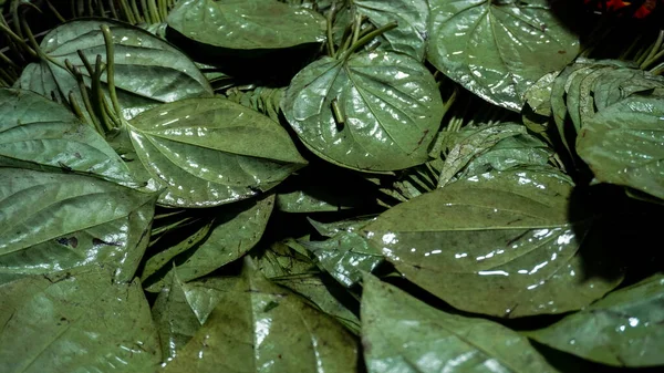 Fresh betel leaf in the market. Healthy green betel leaf.