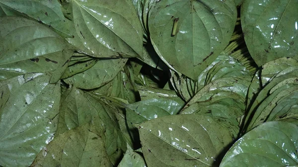 Fresh betel leaf in the market. Healthy green betel leaf.
