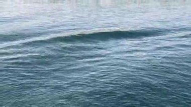 NAVIGATING AMONG VEGETATION ON THE NILE