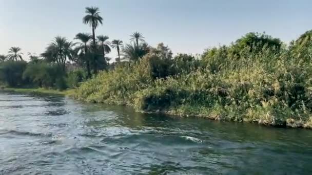 Palm Trees Vegetation Shore Sailing Nile River — Stockvideo