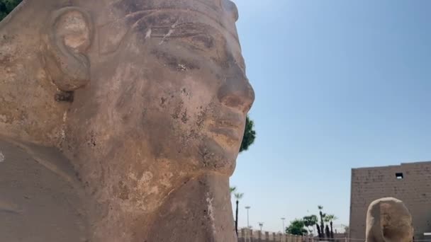 Sphinxes Avenue Front Luxor Temple — Stockvideo
