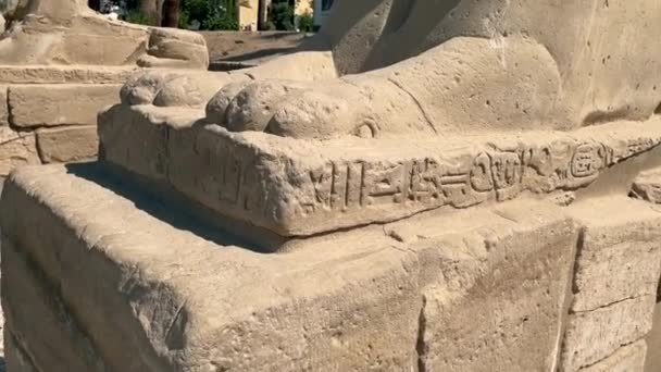 Close Sphinx Sphinxes Avenue Luxor Temple — Stockvideo