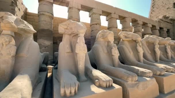 Travelling Sphinxes Dedicated God Amon Represented Ram Karnak Temple Luxor — Vídeos de Stock