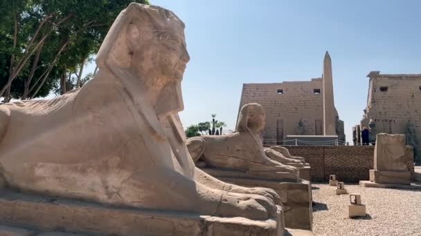 Проспект Сфинкса Входа Храм Луксора — стоковое видео