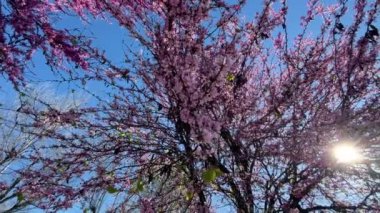 Con la primavera empiezan los arboles a florecer.