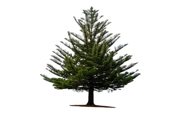 stock image isolated tree on white background, pine tree on white backgroud