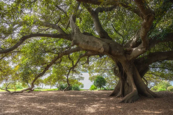 big tree in the park, outdoor activities concept, Fig tree, under the shade of green leaves,leaf, foliage. 
