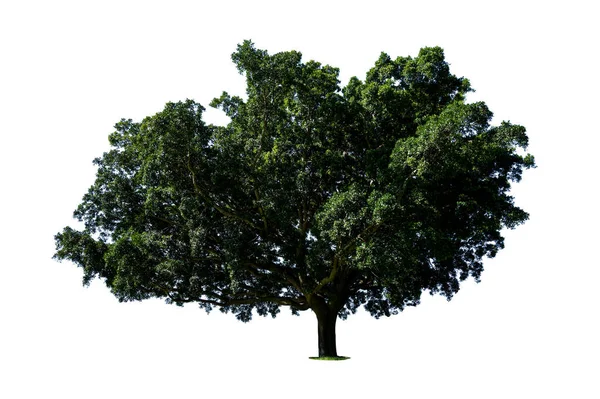 Duże Drzewo Odizolowane Białym Tle — Zdjęcie stockowe