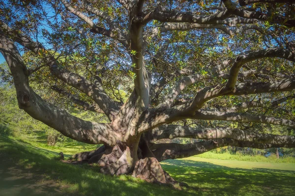 Большое Дерево Парке Концепция Активного Отдыха Свежем Воздухе Фиговое Дерево — стоковое фото