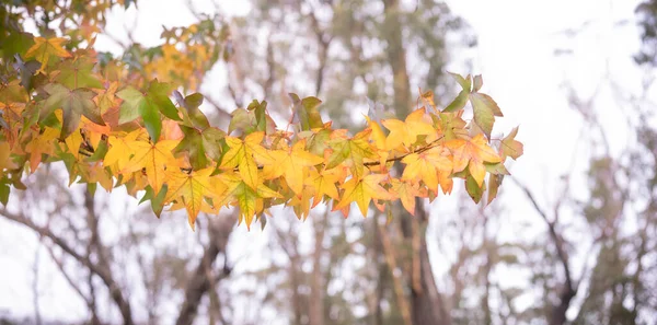 Abstrakter Hintergrund Der Herbstblätter Herbsthintergrund Schöne Herbstlandschaft Auf Herbst Gelb — Stockfoto