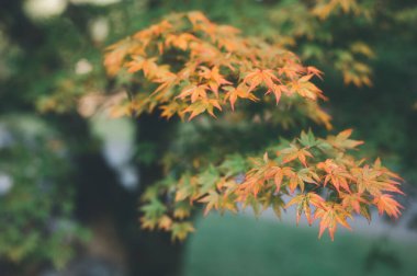 Sonbahar yapraklarının soyut arkaplanı sonbahar arkaplanı, sonbaharda güzel sonbahar manzarası sarı ve kahverengi ve sonbahar ayları