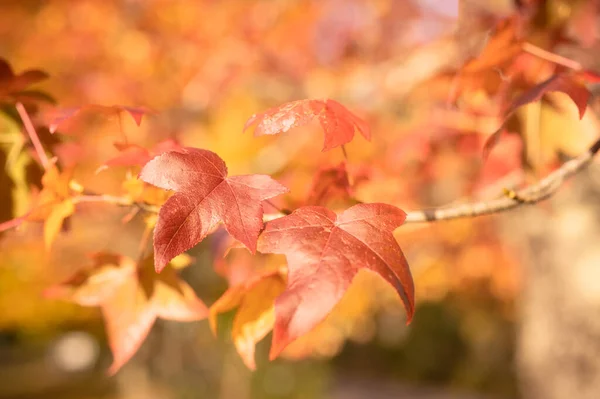 Абстрактный Фон Осенних Листьев Осенний Фон Красивый Осенний Осенний Пейзаж — стоковое фото