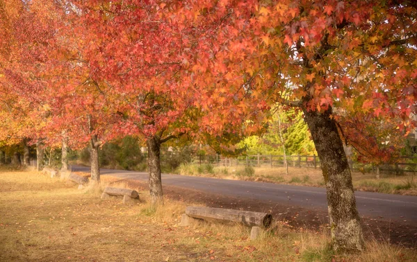 秋の紅葉の抽象的背景秋の紅葉の美しい秋の風景秋の黄色と茶色 — ストック写真