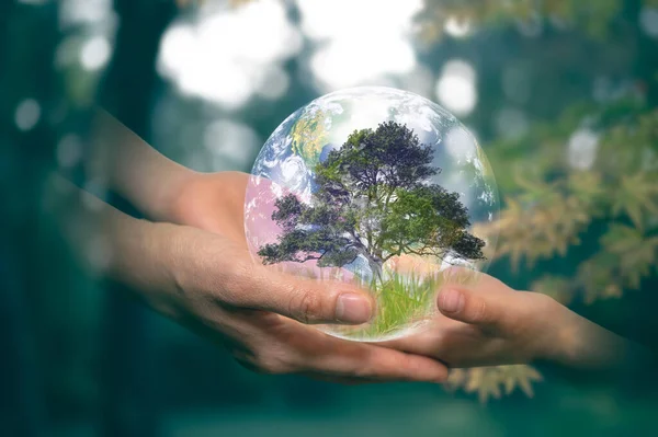 Концепція Дня Землі Старші Руки Дають Маленькій Планеті Землю Деревом — стокове фото
