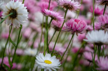 Papatya, Rhodanthe Asteraceae, güneş ışığı veya pembe kağıt papatya Avustralya bitkisi, Avustralya 'nın bahar arkaplanı pembe ve beyaz ebedi papatyalar, saman çiçekleri ve kağıt papatyalar.