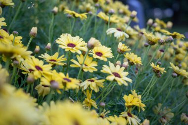 Bahar mevsimi çiçek açıyor ve Avustralya 'da baharda bahçede parlak sarı bir çiçek açıyor.