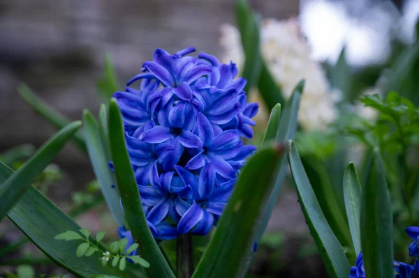 Hyacinth, Hyacinthus orientalis, Aqua or delft blue, Asparagaceae, spring time Australia, spring flowers